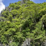 THE PHILIPPINES – A BACKPACKER’S GUIDE - Jungle everywhere