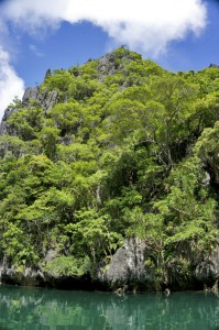 THE PHILIPPINES – A BACKPACKER’S GUIDE - Jungle everywhere