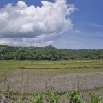 THE PHILIPPINES – A BACKPACKER’S GUIDE - Rice fields