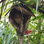 THE PHILIPPINES – A BACKPACKER’S GUIDE - The famous Tarsier monkey