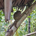 THE PHILIPPINES – A BACKPACKER’S GUIDE - The tarsier one of the smallest primates in the world