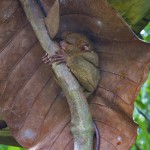 THE PHILIPPINES – A BACKPACKER’S GUIDE - Tarsiers can't roll their eyes