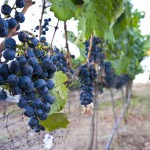 Meritage Resort - Napa Valley - Grapes for wine