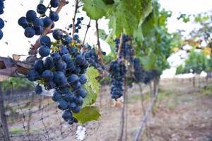 Meritage Resort - Napa Valley - Grapes for wine