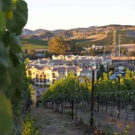 Meritage Resort - Napa Valley - Vineyard