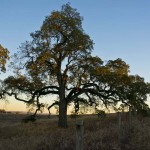 Meritage Resort - Napa Valley - Tree of life