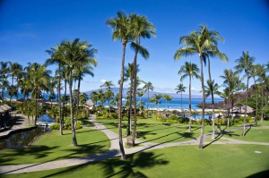 Sheraton Maui - Hawaii - Palm trees