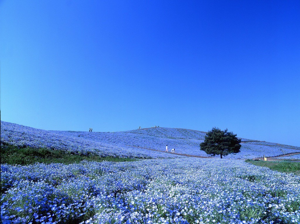 Hitachi-Seaside-Park-In-Hitachinaka-Japan