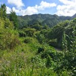 Azores Sao Miguel