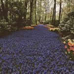 Keukenhof