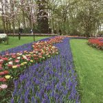 Keukenhof