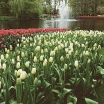 Keukenhof