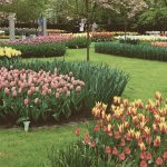 Keukenhof