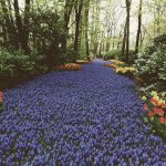 Keukenhof