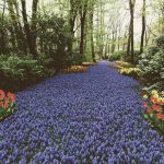 Keukenhof