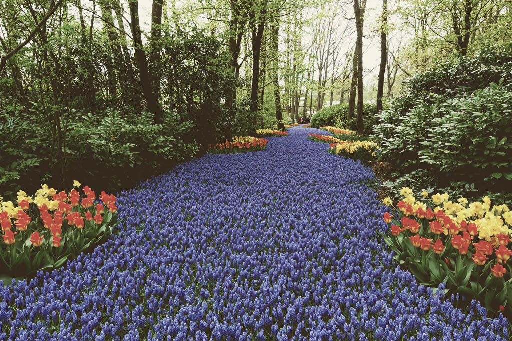 Keukenhof