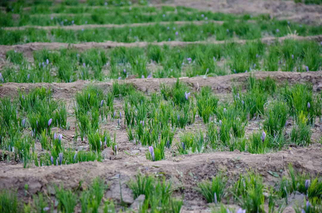 Saffron Field in Iran